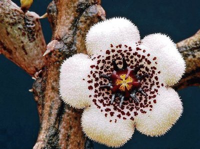 STAPELIA  ARENARIUS