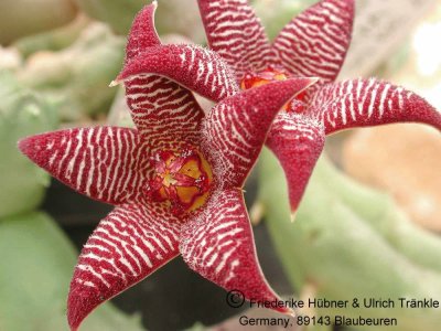 PIARANTHUS GLOBOSOS