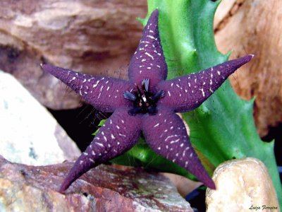 STAPELIA STARLIGTH