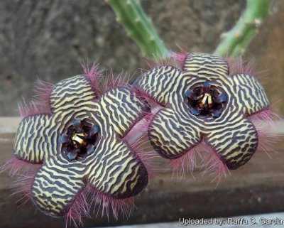 STAPELIA VILLATIAE