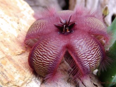 STAPELIA ASTERIAS