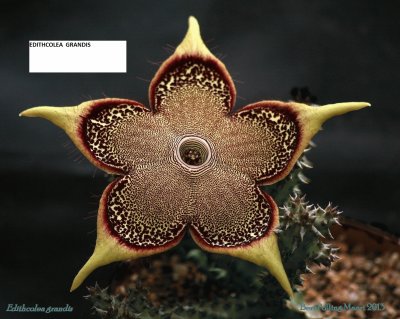 EDITHCOLEA GRANDIS