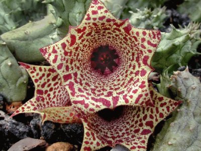 HUERNIA URCEALATA