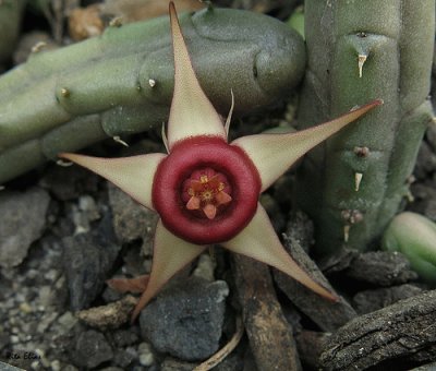 HUERNIA PROCUMBENS