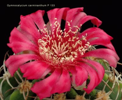 GYMNOCALYCIUM