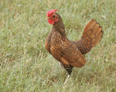 Gallina oro orlo nero