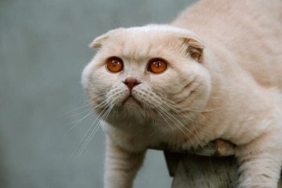 Scottish fold cream