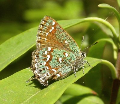 Callophrys hesseli