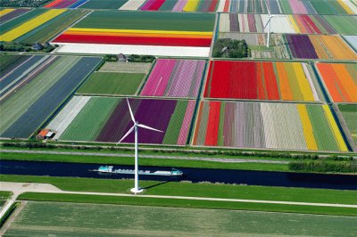 tulips in holland.