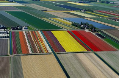 tulips in holland.