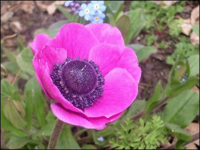 anemone