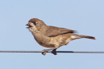 Facciabianca meridionale