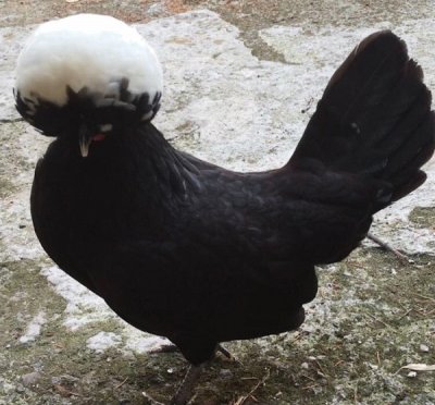 Gallina olandese con ciuffo bianco