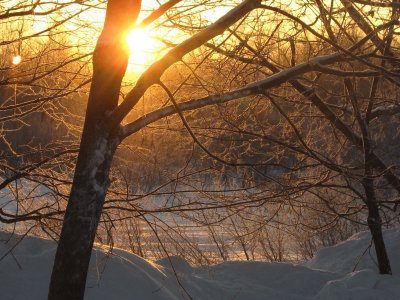 Winter sunrise through trees