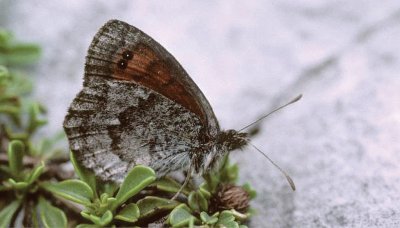 Erebia calcaria