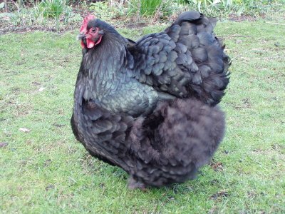 Gallina orpington nera