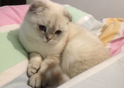 Scottish fold fawn