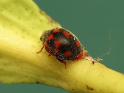 Rodolia cardinalis