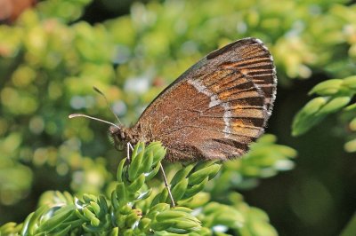 Erebia euryale