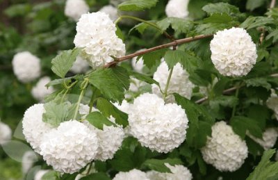 boule de neige