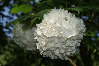 boule de neige