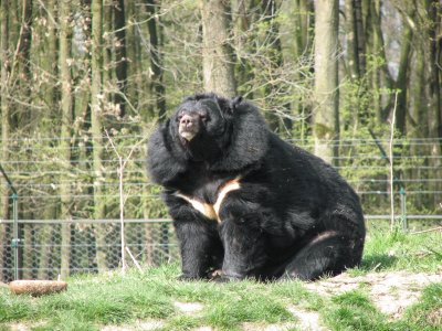 Orso tibetano