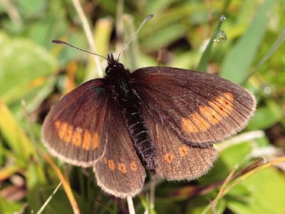 Erebia sudetica