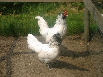 Gallina civetta barbuta olandese