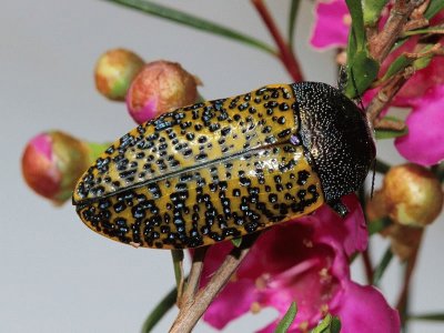 Stigmodera macularia