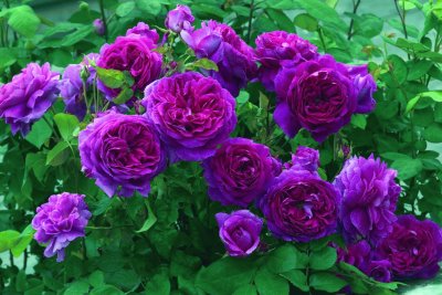 Vibrant Fuchsia Roses