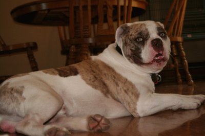 Alapaha blue blood bulldog