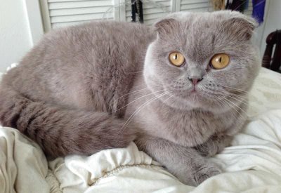 Scottish fold lilac