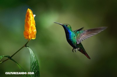 colibri2