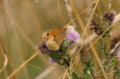 butterfly on thistle