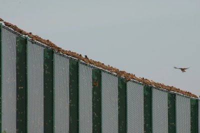 invasion of starlings