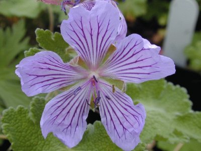 Geranium