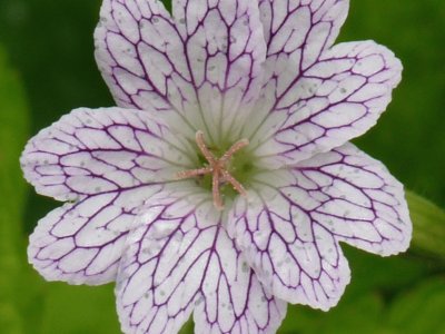 Geranium