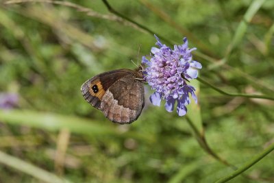 Erebia neoridas