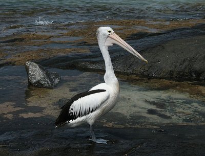 Pellicano australiano