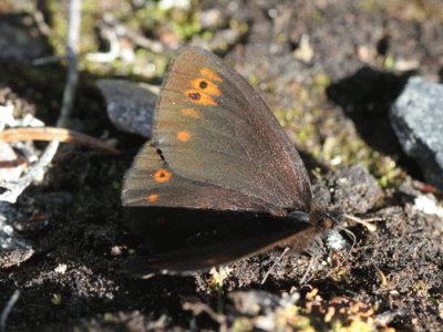 Erebia polaris