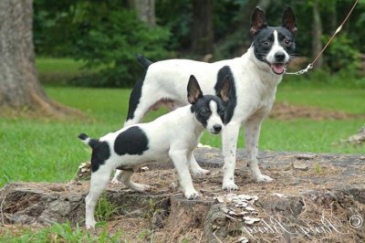 Rat terrier