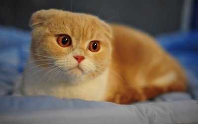 Scottish fold red