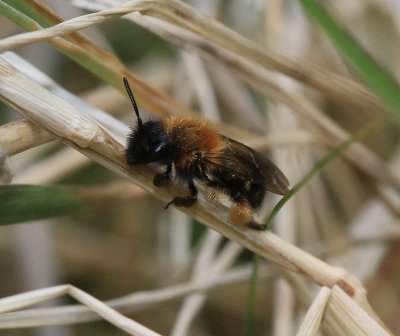 Andrena bicolor