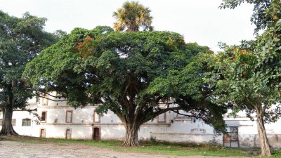 Arbol abrazando a la palmera