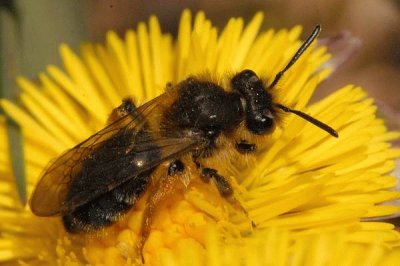 Andrena sabulosa