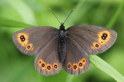 Erebia medusa