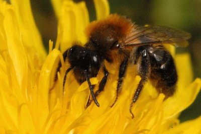 Andrena cinerariax