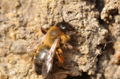 Andrena nigroaenea