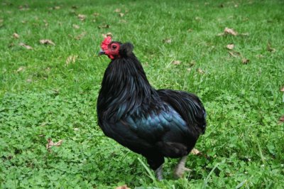 Gallina auracana nera