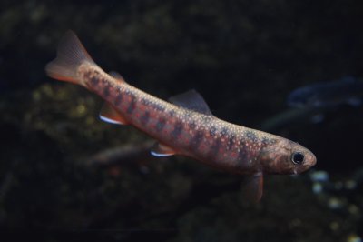 Salvelinus malma